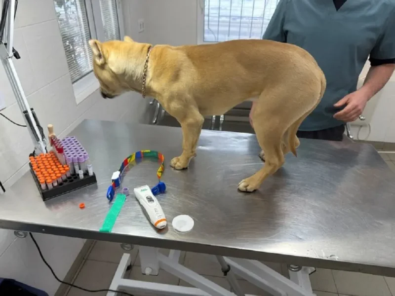 Ветеринар обследует собаку, изъятую у жестоких хозяев в Одесской области