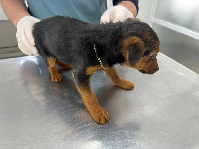 Ветеринар обследует щенка