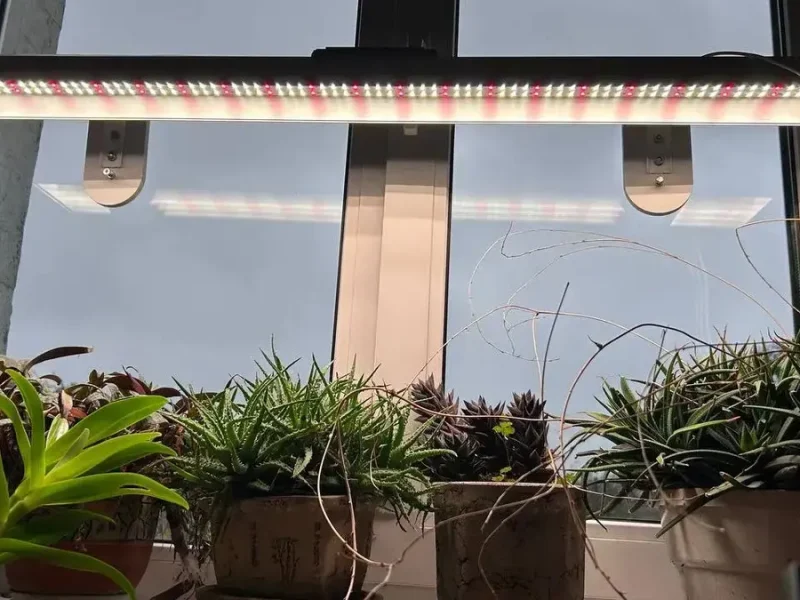 Зимове світло для рослин