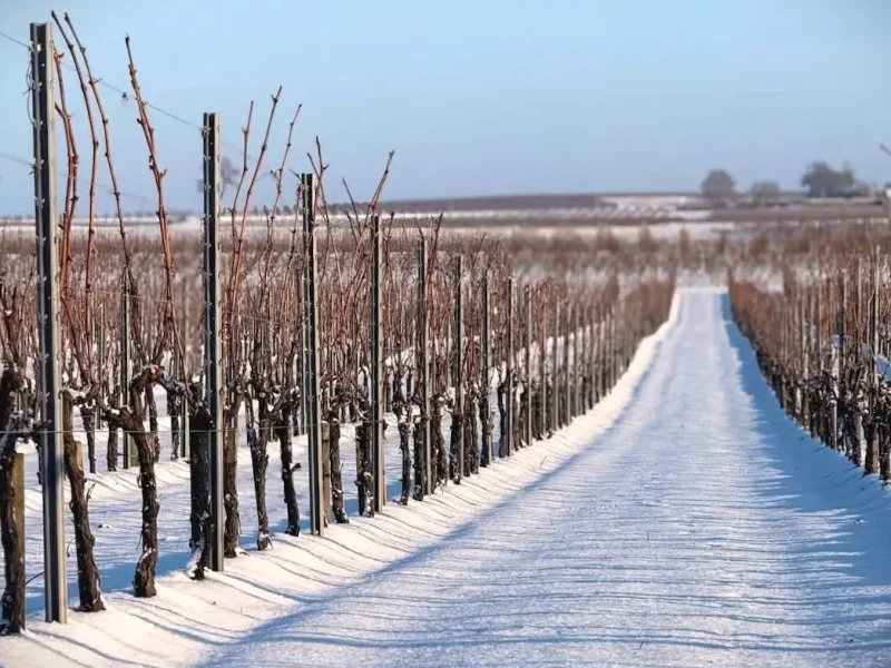 виноградники Одеси
