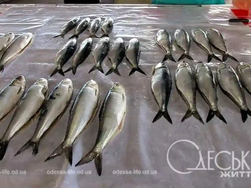 Дунайка на Привозі