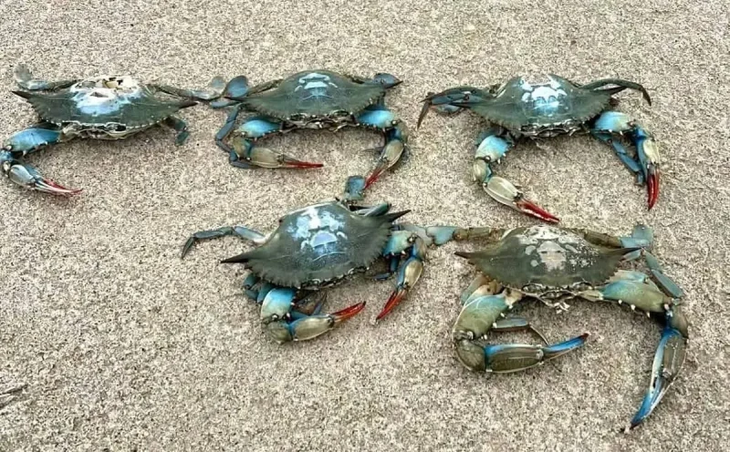 В Одеській області знаходять дедалі більше екзотичних блакитних крабів