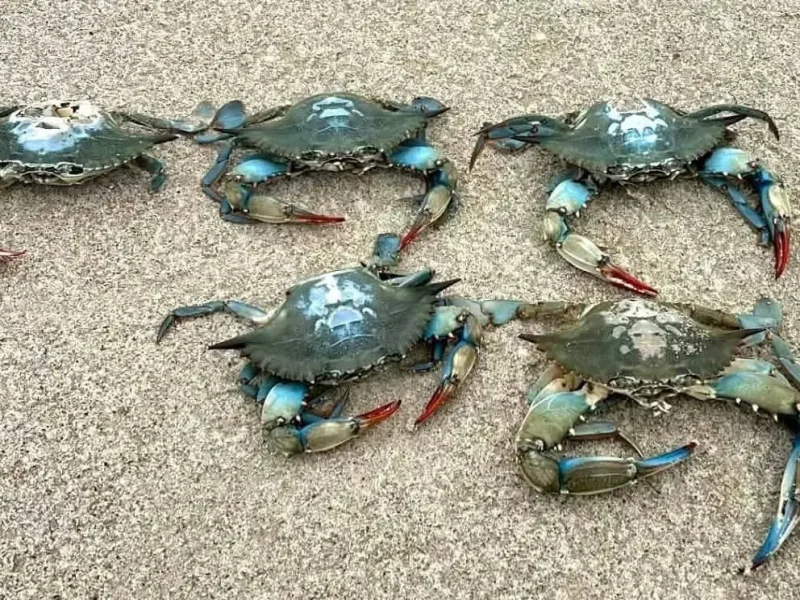 В Одеській області знаходять дедалі більше екзотичних блакитних крабів