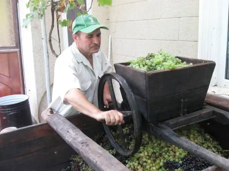 Винороб Кальчев Борис давить виноград