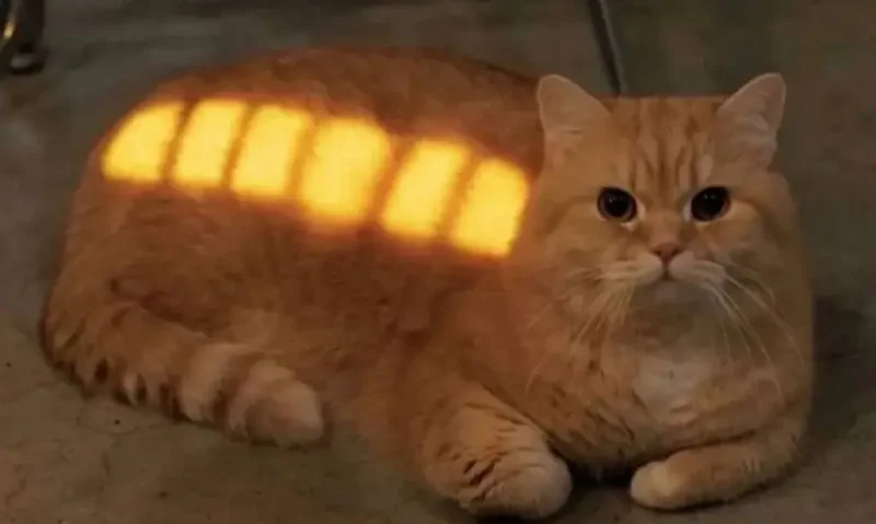 Заряженный кот