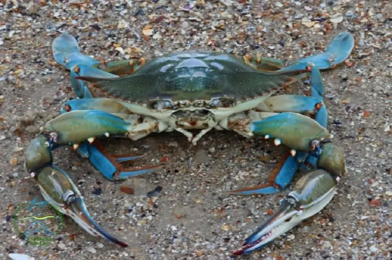 Голубой краб