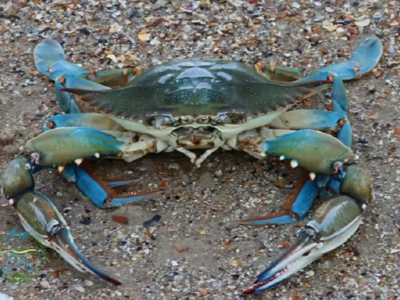 Голубой краб