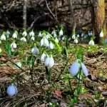 Квіти лісові