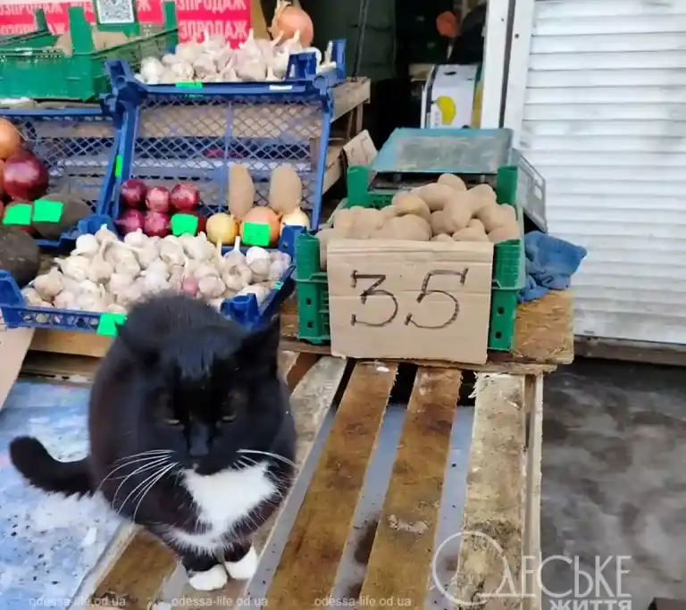 Кішка на Одеському привозі