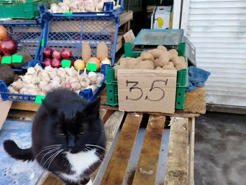 Цены на Привозе после снегопада: сколько стоят овощи, мясо и рыба