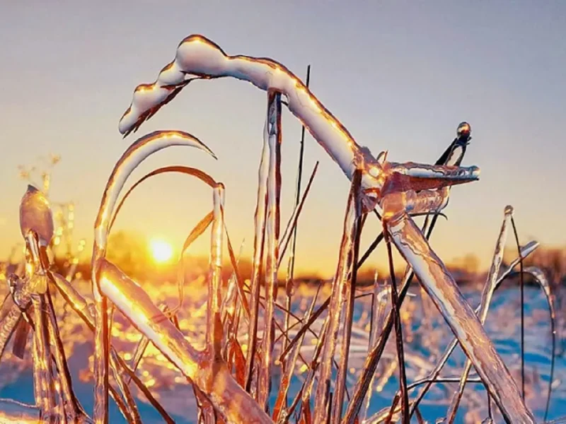 Одесса: ледяное дерево