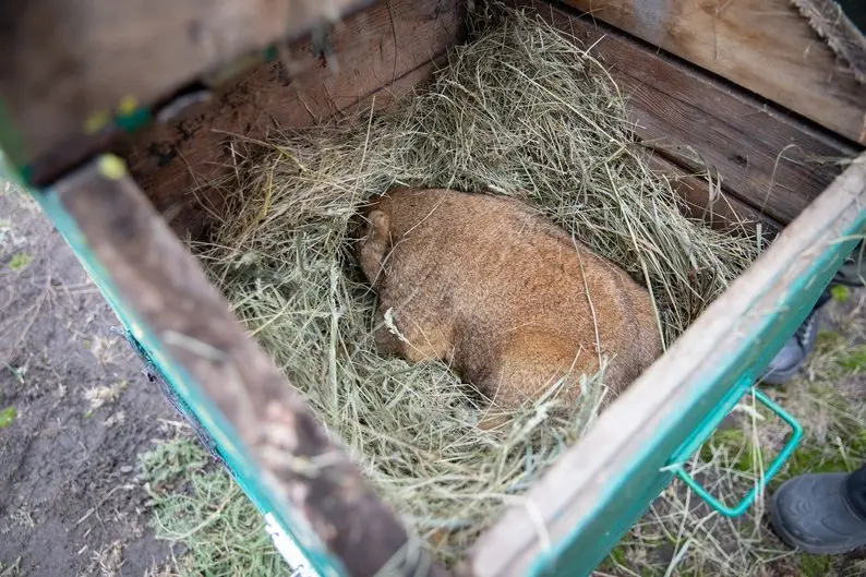 прогноз бабака