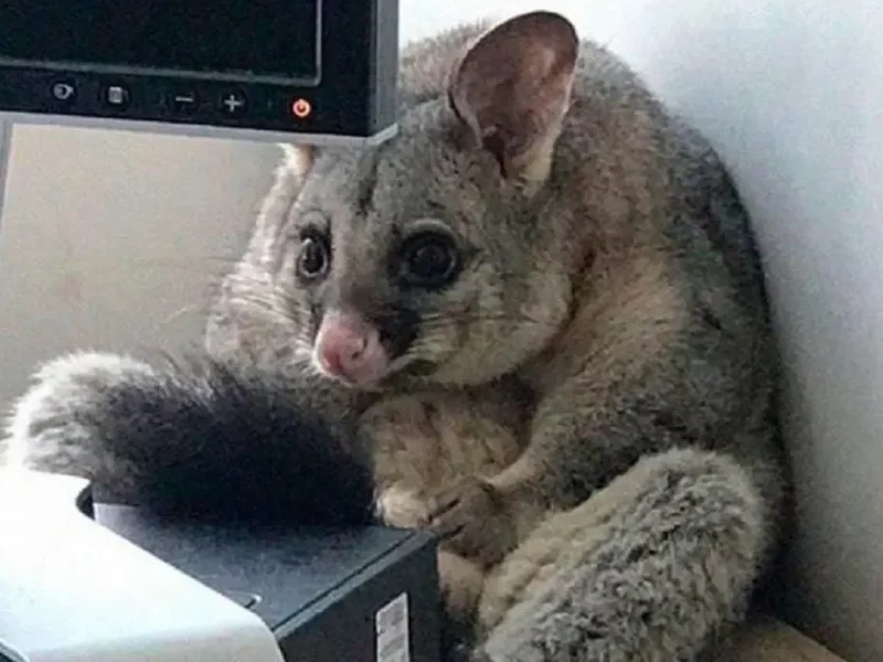 Ироничный мем: встревоженный опоссум сидит в офисе за ноутбуком