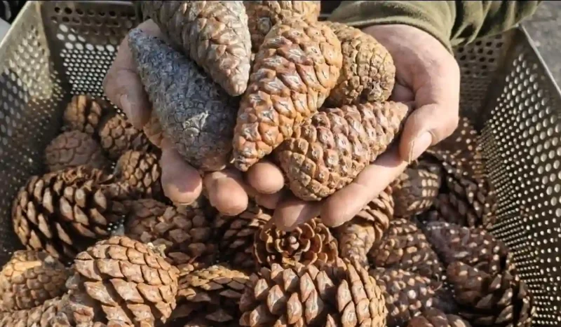 Шишки з сосни Станкевича