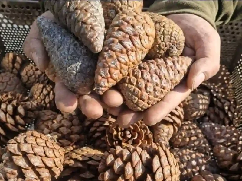 Шишки з сосни Станкевича