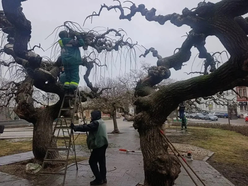 В Одесі почали стрижку унікальних «плакучих» дерев