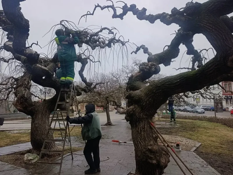В Одесі почали стрижку унікальних «плакучих» дерев
