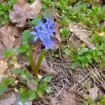 Квіти лісові