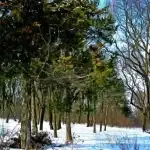 Ліс у зимку