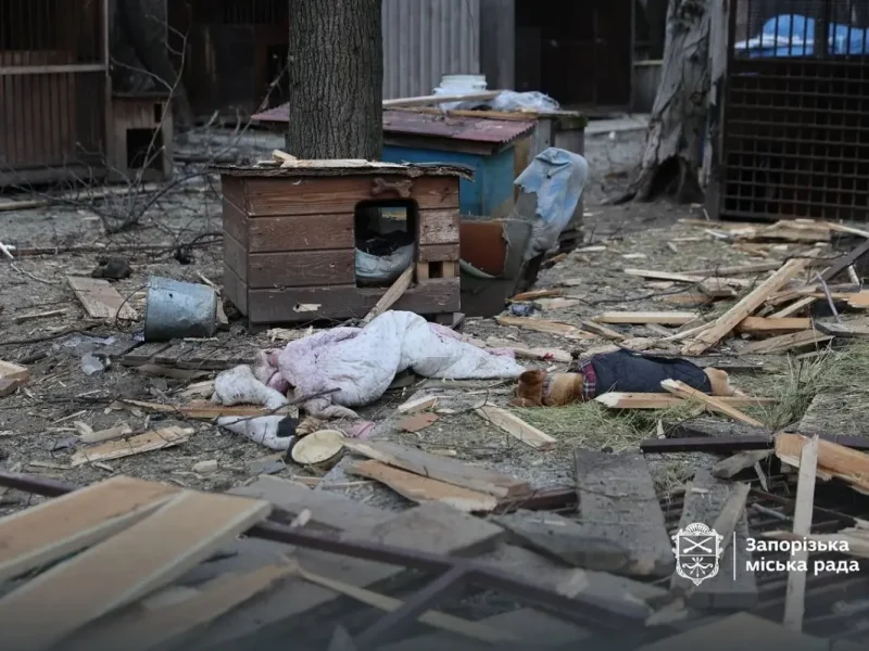 Удар по приюту для собак в Запорожье