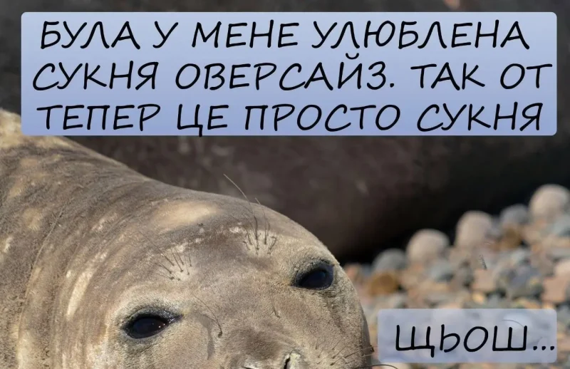 меми