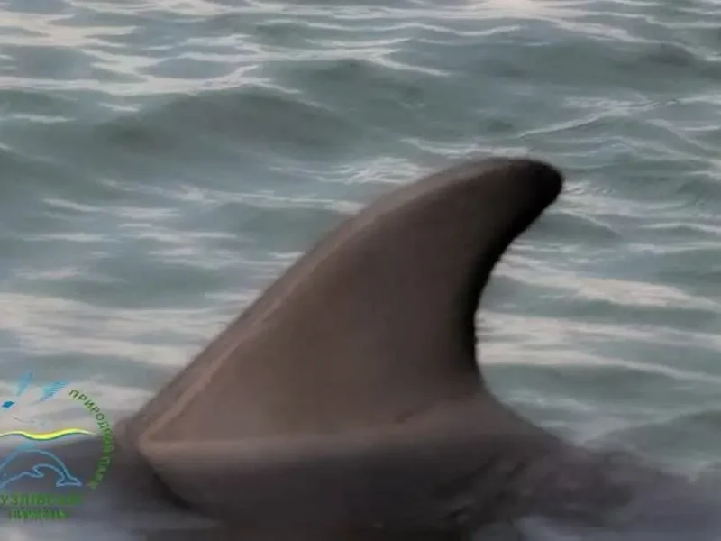 У нацпарк «Тузлівські лимани» повернулися дельфіни