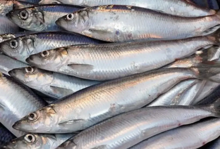 Улов дунайки на Одесчине