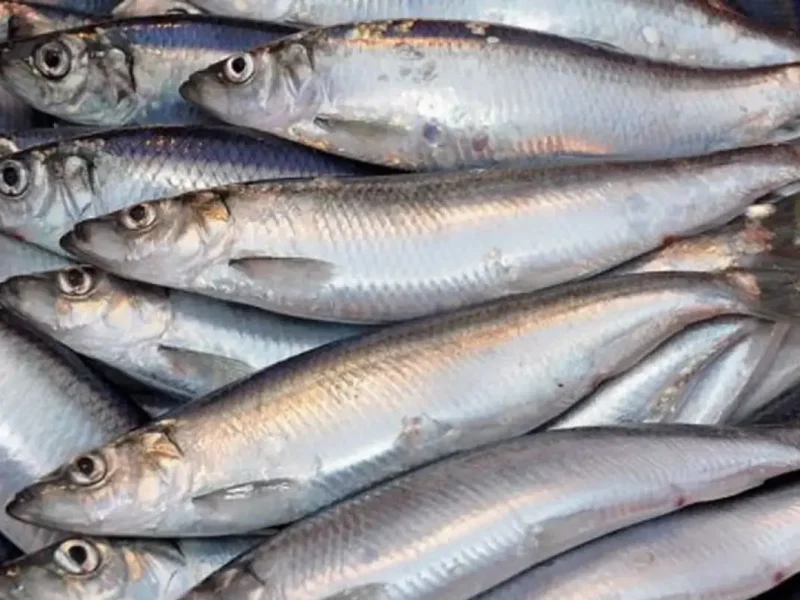 Улов дунайки на Одесчине