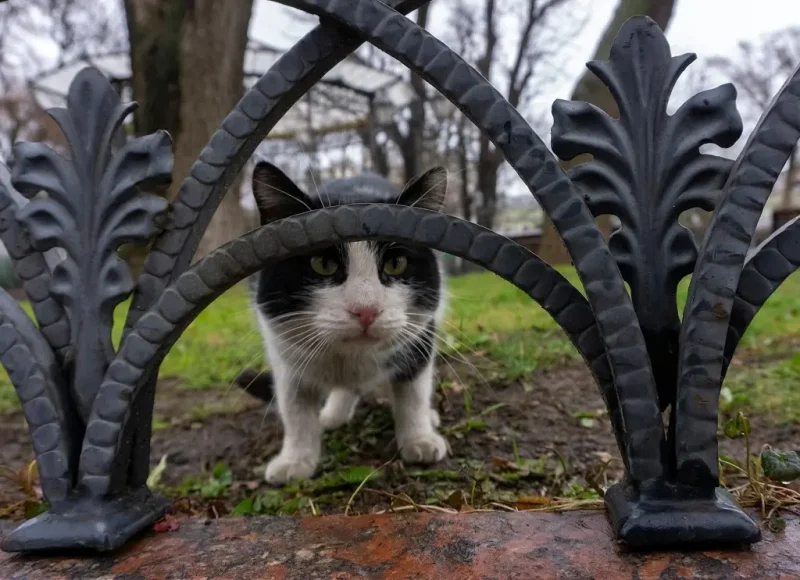 Одесский котик на траве весной