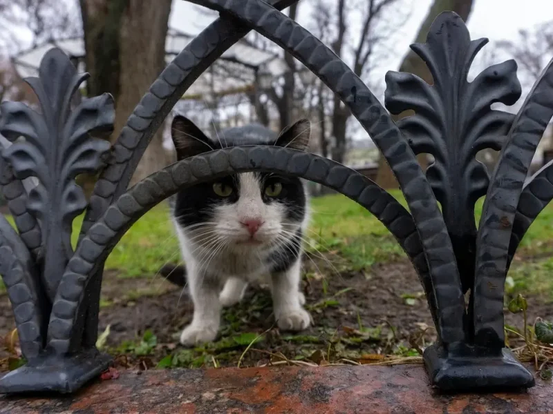 Одесский котик на траве весной