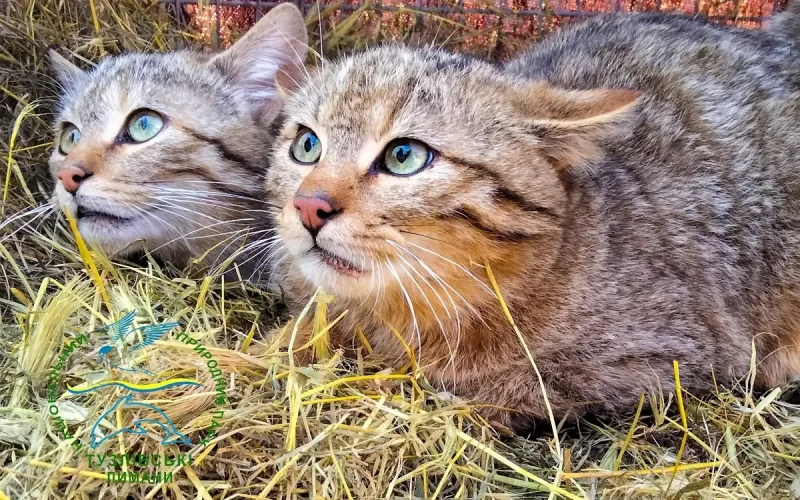 На Одещині врятували та випустили в природу рідкісних лісових котів