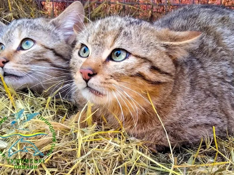 На Одещині врятували та випустили в природу рідкісних лісових котів