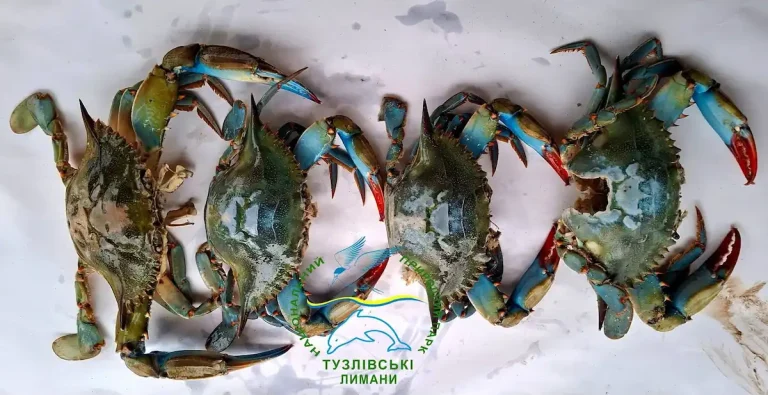 голубой краб