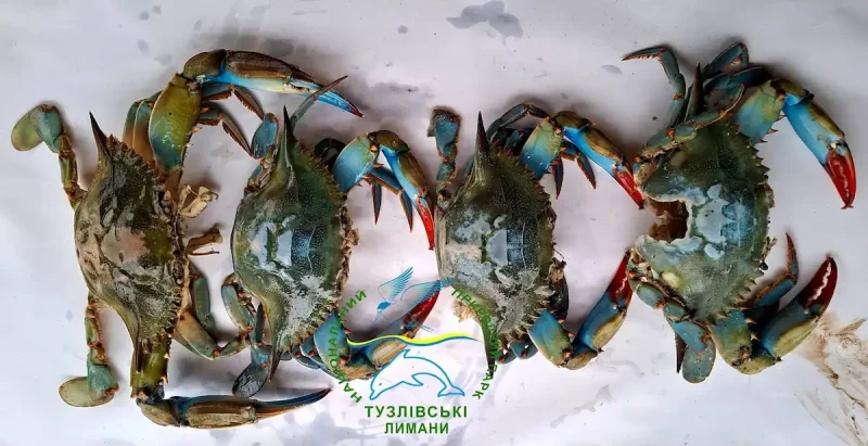 голубой краб