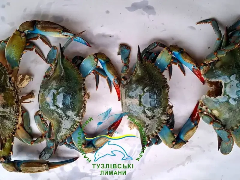 блакитний краб