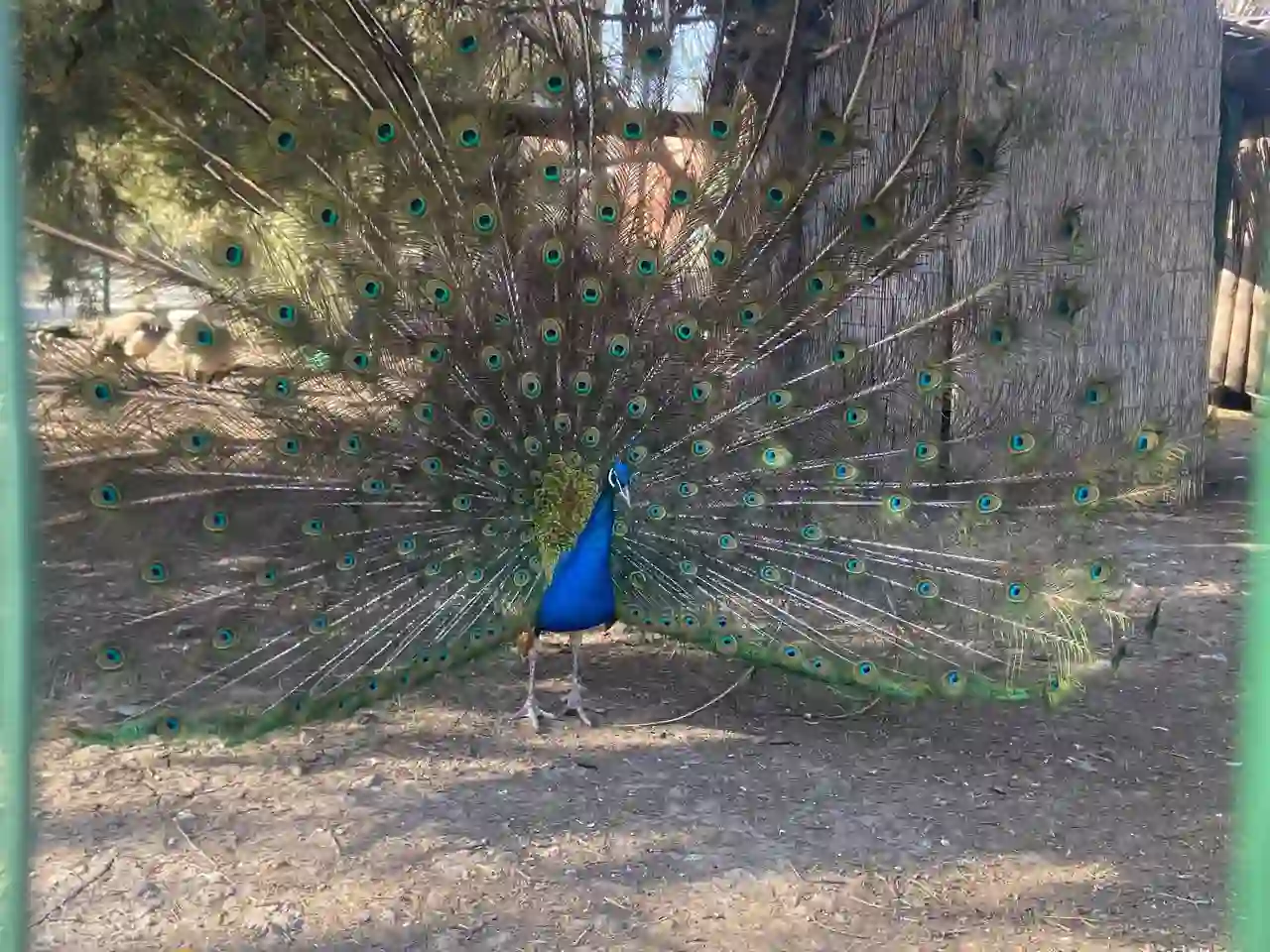 Павич у Одеському зоопарку