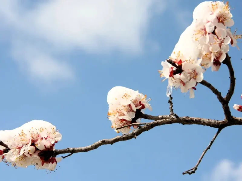 квітневі заморозки