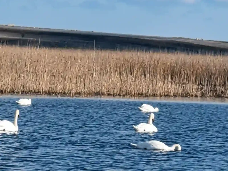 Лебеді на ставку