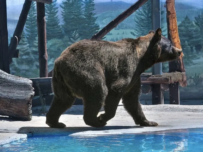 В Одеському зоопарку помер ведмідь Бумер