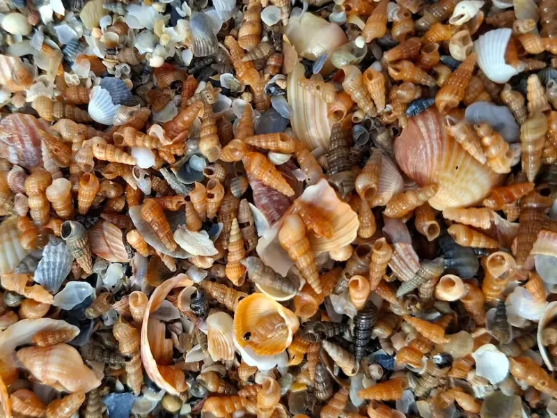 молюски Одещина