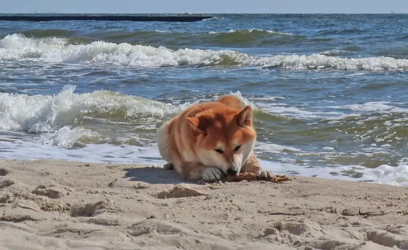 Собака у моря на пляже в Одессе