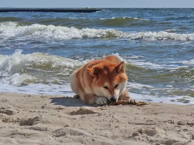 Собака у моря на пляже в Одессе