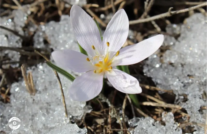 Крупный план: бело-розовый цветок безвременника трехлистного с желтой сердцевиной, пробивающийся через тающий лед и снег