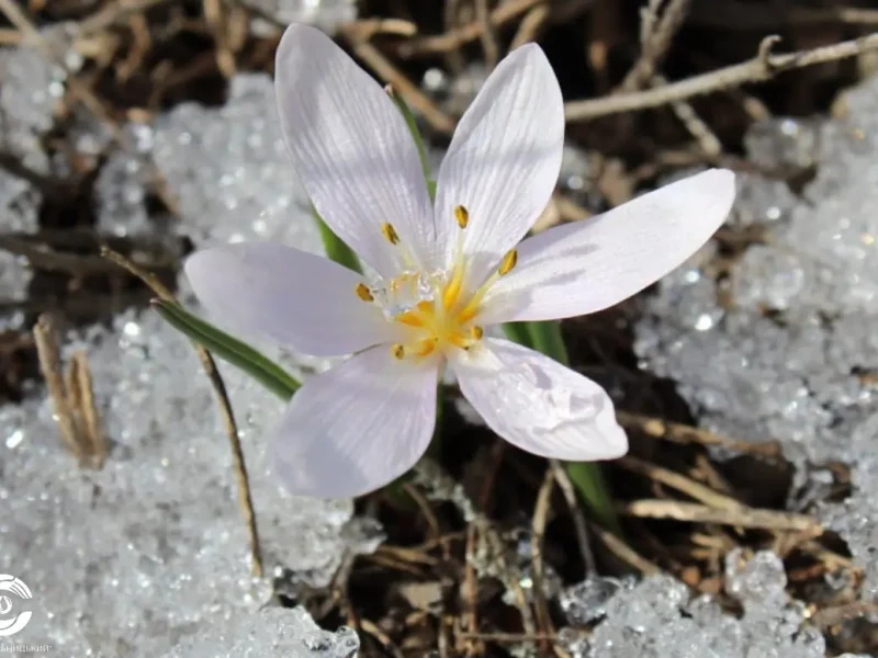 Крупный план: бело-розовый цветок безвременника трехлистного с желтой сердцевиной, пробивающийся через тающий лед и снег