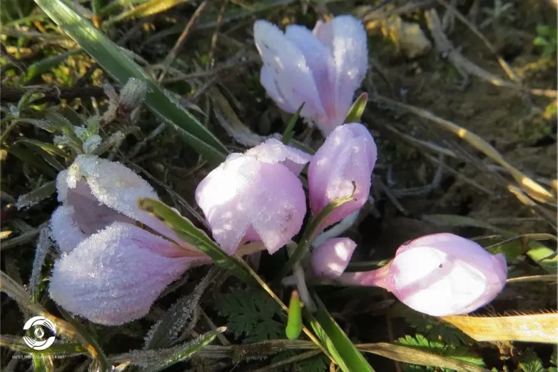 Вестник весны вопреки морозу: цветение краснокнижного безвременника в Куяльницком нацпарке