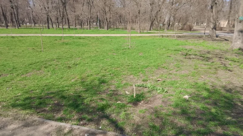 В одеському парку Преображенському невідомі знищили три молодих дерева