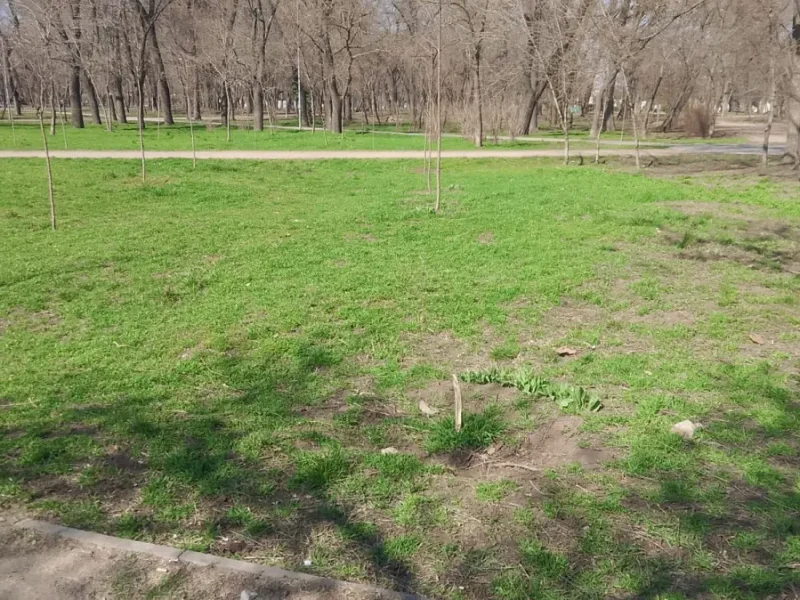 В одеському парку Преображенському невідомі знищили три молодих дерева