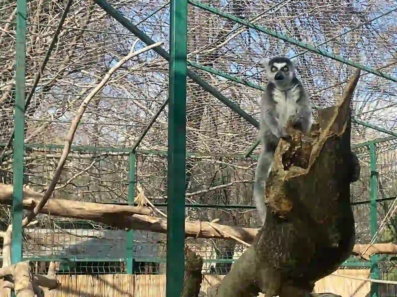 Прикольна звірушка