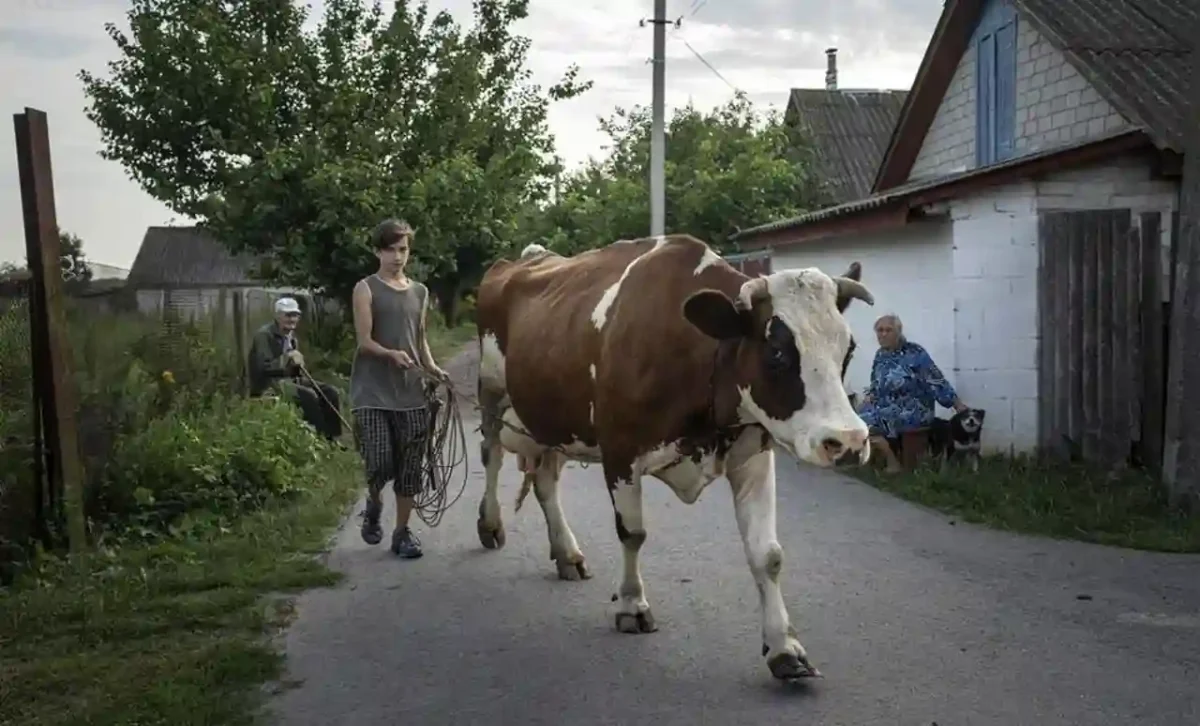 Продам корову
