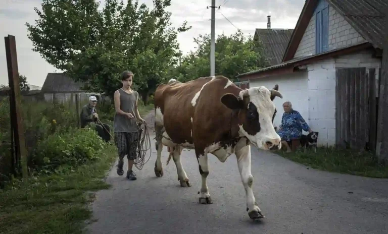 Продам корову